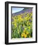 USA, Colorado, Crested Butte. Wildflowers covering hillside.-Jaynes Gallery-Framed Photographic Print