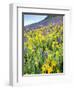 USA, Colorado, Crested Butte. Wildflowers covering hillside.-Jaynes Gallery-Framed Photographic Print