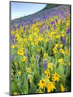 USA, Colorado, Crested Butte. Wildflowers covering hillside.-Jaynes Gallery-Mounted Photographic Print