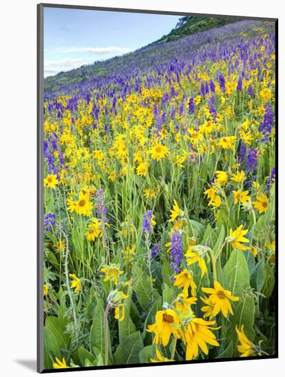 USA, Colorado, Crested Butte. Wildflowers covering hillside.-Jaynes Gallery-Mounted Photographic Print