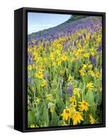 USA, Colorado, Crested Butte. Wildflowers covering hillside.-Jaynes Gallery-Framed Stretched Canvas