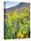 USA, Colorado, Crested Butte. Wildflowers covering hillside.-Jaynes Gallery-Stretched Canvas