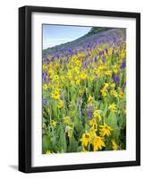 USA, Colorado, Crested Butte. Wildflowers covering hillside.-Jaynes Gallery-Framed Photographic Print