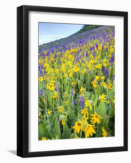 USA, Colorado, Crested Butte. Wildflowers covering hillside.-Jaynes Gallery-Framed Photographic Print