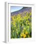 USA, Colorado, Crested Butte. Wildflowers covering hillside.-Jaynes Gallery-Framed Photographic Print