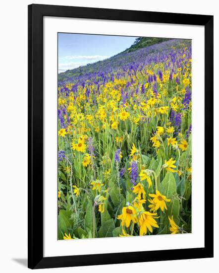 USA, Colorado, Crested Butte. Wildflowers covering hillside.-Jaynes Gallery-Framed Photographic Print