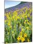 USA, Colorado, Crested Butte. Wildflowers covering hillside.-Jaynes Gallery-Mounted Photographic Print