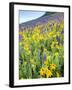 USA, Colorado, Crested Butte. Wildflowers covering hillside.-Jaynes Gallery-Framed Photographic Print