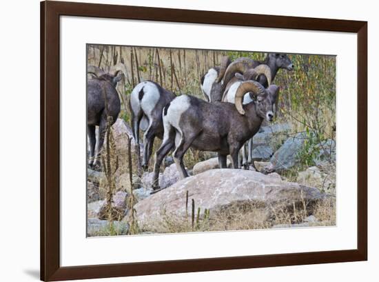 USA, Colorado, Drake, Grazing Group of Bighorn Sheep Rams-Bernard Friel-Framed Premium Photographic Print