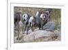 USA, Colorado, Drake, Grazing Group of Bighorn Sheep Rams-Bernard Friel-Framed Premium Photographic Print