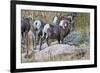 USA, Colorado, Drake, Grazing Group of Bighorn Sheep Rams-Bernard Friel-Framed Premium Photographic Print