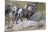 USA, Colorado, Drake, Grazing Group of Bighorn Sheep Rams-Bernard Friel-Mounted Premium Photographic Print