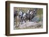 USA, Colorado, Drake, Grazing Group of Bighorn Sheep Rams-Bernard Friel-Framed Photographic Print