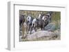 USA, Colorado, Drake, Grazing Group of Bighorn Sheep Rams-Bernard Friel-Framed Photographic Print