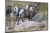 USA, Colorado, Drake, Grazing Group of Bighorn Sheep Rams-Bernard Friel-Mounted Photographic Print