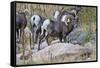 USA, Colorado, Drake, Grazing Group of Bighorn Sheep Rams-Bernard Friel-Framed Stretched Canvas