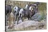 USA, Colorado, Drake, Grazing Group of Bighorn Sheep Rams-Bernard Friel-Stretched Canvas