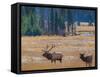 USA, Colorado. Elk in Rocky Mountain National Park.-Anna Miller-Framed Stretched Canvas