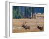 USA, Colorado. Elk in Rocky Mountain National Park.-Anna Miller-Framed Premium Photographic Print