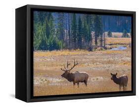 USA, Colorado. Elk in Rocky Mountain National Park.-Anna Miller-Framed Stretched Canvas