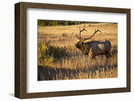 USA, Colorado, Estes Park, Rocky Mountain National Park Bull Elk Bugling-Bernard Friel-Framed Photographic Print