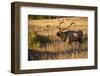 USA, Colorado, Estes Park, Rocky Mountain National Park Bull Elk Bugling-Bernard Friel-Framed Photographic Print