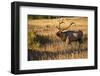 USA, Colorado, Estes Park, Rocky Mountain National Park Bull Elk Bugling-Bernard Friel-Framed Photographic Print