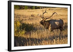 USA, Colorado, Estes Park, Rocky Mountain National Park Bull Elk Bugling-Bernard Friel-Framed Photographic Print