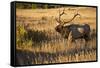 USA, Colorado, Estes Park, Rocky Mountain National Park Bull Elk Bugling-Bernard Friel-Framed Stretched Canvas