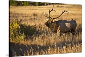 USA, Colorado, Estes Park, Rocky Mountain National Park Bull Elk Bugling-Bernard Friel-Stretched Canvas