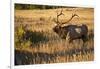 USA, Colorado, Estes Park, Rocky Mountain National Park Bull Elk Bugling-Bernard Friel-Framed Photographic Print