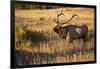 USA, Colorado, Estes Park, Rocky Mountain National Park Bull Elk Bugling-Bernard Friel-Framed Photographic Print
