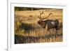 USA, Colorado, Estes Park, Rocky Mountain National Park Bull Elk Bugling-Bernard Friel-Framed Premium Photographic Print