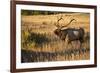 USA, Colorado, Estes Park, Rocky Mountain National Park Bull Elk Bugling-Bernard Friel-Framed Premium Photographic Print