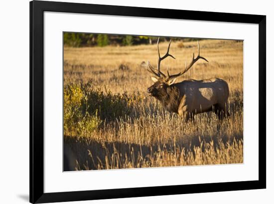 USA, Colorado, Estes Park, Rocky Mountain National Park Bull Elk Bugling-Bernard Friel-Framed Premium Photographic Print