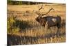 USA, Colorado, Estes Park, Rocky Mountain National Park Bull Elk Bugling-Bernard Friel-Mounted Premium Photographic Print