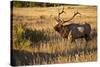 USA, Colorado, Estes Park, Rocky Mountain National Park Bull Elk Bugling-Bernard Friel-Stretched Canvas