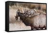 USA, Colorado, Estes Park, Rocky Mountain NP, Bull Elk or Wapiti-Frank Zurey-Framed Stretched Canvas