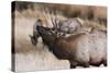 USA, Colorado, Estes Park, Rocky Mountain NP, Bull Elk or Wapiti-Frank Zurey-Stretched Canvas