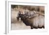 USA, Colorado, Estes Park, Rocky Mountain NP, Bull Elk or Wapiti-Frank Zurey-Framed Photographic Print