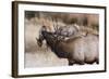 USA, Colorado, Estes Park, Rocky Mountain NP, Bull Elk or Wapiti-Frank Zurey-Framed Photographic Print