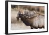 USA, Colorado, Estes Park, Rocky Mountain NP, Bull Elk or Wapiti-Frank Zurey-Framed Photographic Print