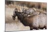 USA, Colorado, Estes Park, Rocky Mountain NP, Bull Elk or Wapiti-Frank Zurey-Mounted Photographic Print