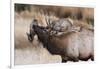 USA, Colorado, Estes Park, Rocky Mountain NP, Bull Elk or Wapiti-Frank Zurey-Framed Photographic Print