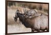 USA, Colorado, Estes Park, Rocky Mountain NP, Bull Elk or Wapiti-Frank Zurey-Framed Photographic Print