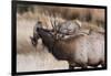 USA, Colorado, Estes Park, Rocky Mountain NP, Bull Elk or Wapiti-Frank Zurey-Framed Photographic Print