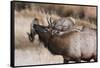 USA, Colorado, Estes Park, Rocky Mountain NP, Bull Elk or Wapiti-Frank Zurey-Framed Stretched Canvas