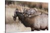USA, Colorado, Estes Park, Rocky Mountain NP, Bull Elk or Wapiti-Frank Zurey-Stretched Canvas