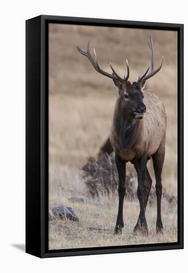 USA, Colorado, Estes Park, Rocky Mountain NP, Bull Elk or Wapiti-Frank Zurey-Framed Stretched Canvas