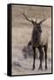 USA, Colorado, Estes Park, Rocky Mountain NP, Bull Elk or Wapiti-Frank Zurey-Framed Stretched Canvas